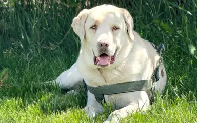 picture of dog