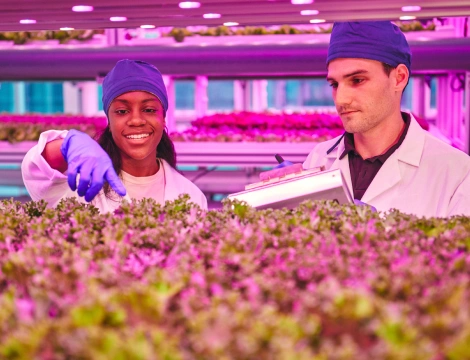 Two scientists in lab coats and blue caps examine plants in a vertical farm. The scene is lit with pink grow lights, creating a focused and innovative atmosphere.