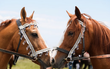 Equestrian Club image