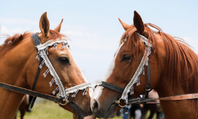 Equestrian Club image