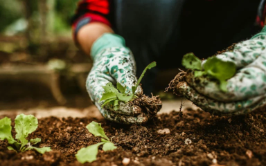 Gimicky Garden Science Club image