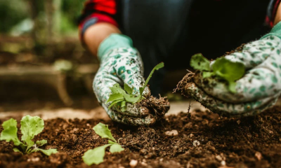 Gimicky Garden Science Club image